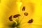 Yellow lilium pollen