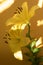 Yellow lilium on a yellow background