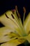 Yellow liliy isolated. Blurred , abstract floral background. Close up