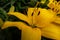 Yellow lilly flower in the Keukenhof in 2022 in the Netherlands