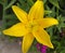 Yellow lily