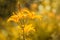 Yellow Lily on a beautiful background with bokeh and sunlight. artistic image of flowers.