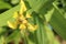 Yellow lily blossom closeup macro with blurred long green leafs background