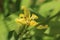 Yellow lily blossom closeup macro with blurred long green leafs background