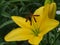 Yellow Lily Bud. Yellow petals. Garden flowers.