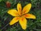 Yellow Lily Bud. Yellow petals. Garden flowers.