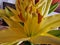 Yellow Lily bunch. Flower buds. Stamens and pistil macro.