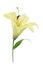 Yellow Lily (with clipping path)