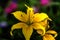 Yellow lily. Cultivated flower.