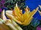 Yellow Lily. Decorative buds. Stamens and Pistil macro.