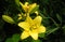 Yellow lily flower close-up outdoors, in natural conditions, the concept of horticulture gardening for website design, printing