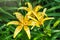 Yellow lily flower close-up. Summer flowers leopard yellow Lily flower at close range. Lilium pardalinum, also known as leopard or