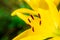 Yellow Lily flower closeup. Pistil, stamen and pollen. Macro