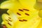 Yellow Lily flower closeup. Pistil, stamen and pollen. Macro