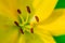 Yellow Lily flower closeup. Pistil, stamen and pollen. Macro