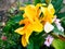 yellow Lily flower under rain in Dinan city