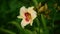 Yellow lily in flowerbed close-up