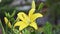 Yellow lily flowers garden background