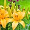 Yellow lily flowers outside in the garden.