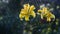 Yellow lily flowers in summer rain