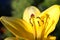 Yellow Lily, fragment close-up bright Sunny background