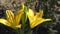 Yellow lily in full juice.Decorative yellow flower, insect lures.