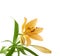 Yellow lily lilium flower isolated