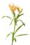 Yellow lily lilium flower isolated