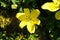 Yellow lily, Lilium x Hybrida \\\