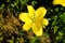 Yellow lily, Lilium x Hybrida \\\