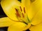 Yellow lily pistil Close Up