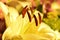 Yellow Lily Pistil petal