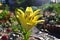 Yellow lily in the Siberian garden