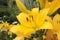 Yellow lily on a summer flowerbed.