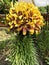 Yellow lily.  thick stem with many flower buds