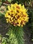 Yellow lily.  thick stem with many flower buds