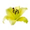 Yellow lily on a white background