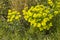 Yellow lime green Euphorbia cyparissias