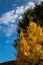 Yellow Lime Tree and Blue Sky