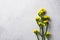 Yellow Limonium flower on white background