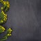 Yellow limonium flowers on black slate background. Mockup. Flat lay. Top view