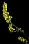 Yellow Limonium sinuatum flower