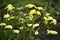 Yellow Limonium vulgare flowers in the summer garden. Flowers close-up