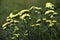 Yellow Limonium vulgare flowers in the summer garden. Flowers close-up