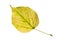 Yellow linden leaf