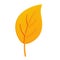 Yellow linden leaf 3d render illustration