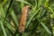 Yellow-line quaker (Agrochola macilenta)