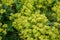 Yellow lion`s foot flowers or ladies-mantle, alchemilla xanthochlora