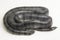 The yellow-lipped sea krait Laticauda colubrina, banded sea krait, or colubrine sea krait.