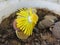 Yellow lithops flower close up